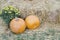 Two large yellow ripe pumpkins lie on the hay in the yard of a farmhouse on an autumn day in anticipation of the holiday