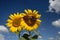 Two large yellow solar sunflowers, as a symbol of love