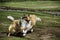 Two lassie rough coated collies