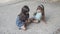 Two Latin sisters sitting on asphalt and drawing with chalk