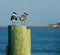 Two laughing gulls by sea