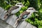 Two laughing kookaburra sit on a wooden fence