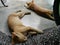 Two lazy cats laying down on cement floor