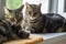 Two lazy domestic tiger cats lying on window sill relaxing