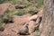 Two lazy meerkats or suricats family