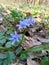 Two-leaf squill Scilla bifolia wild plant