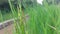 two Leafhoppers mating on a rice plant in a paddy field