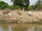 Two lean healthy cows laying and walking on the bank of an irrigation canal in rural area