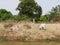 Two lean healthy cows laying and walking on the bank of an irrigation canal in rural area