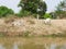 Two lean healthy cows laying and walking on the bank of an irrigation canal in rural area