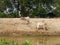 Two lean healthy cows standing on the bank of an irrigation canal in rural area