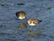 Two least sandpipers foraging for food in shallow water below the main spillway of White Rock Lake in Dallas.