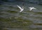 Two Least Terns Taking Flight