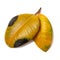 Two leaves of ficus are yellowed and covered with black spots from a lack of vitamins and nutrients.