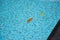 Two leaves floating nearby in the clean and modern swimming pool filled to the brim with aqua colored water. This is a relaxing an