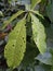 Two leftover leaves has been eaten by caterpillar