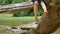 Two legs of a little female kid sitting on tree branch in the park during summer day