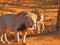 Two leisurely male lions walking together