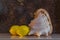 Two lemons and a big seashell on the table. Brown gold background. Copy space