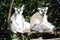 Two lemur sitting on a wooden log on a sunny day.