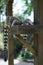 Two lemurs eating in a feeder