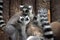 Two Lemurs in a forest