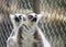Two lemurs sitting on a ledge looking up