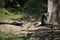 Two lemurs sitting near the large tree in strange position