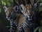 two leopard cubs hiding among the trees