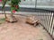 Two leopard pardalis tortoises, under a hibiscus tree. Two leopard pardalis tortoise in iron cage stock photo.