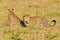 Two Leopard Playing