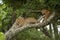 Two leopards lie looking down from tree