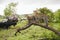 Two leopards on tree watching tourists in jeep back view