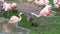 Two lesser flamingos interacting with each other, Near threatened bird specie from America