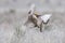 Two lesser prairie chickens fighting