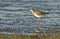 Two lesser yellowlegs