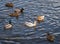 Two leucistic albino female mallard ducks in the flock of usual mallard ducks