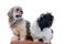 Two lhasa apso dogs