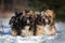 Two lhasa apso puppies standing close to each other in winter outdoors