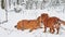 Two lifestyle dogs fighting in the snow winter. two dogs play bite each other run and tumble. dogs fight concept