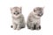 Two light gray similar kittens