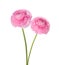 Two light pink persian buttercup flowers.