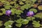 Two lilac lotuses bloom in a pond.