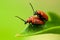 Two lily beetles on leaf