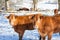 Two Limousin beef cows in a shaft of sunlight in a snowy winter