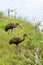 Two limpkin birds looking for food on the shore of Lake Igapo in Londrina city