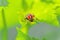 Two-Lined Soldier Beetle