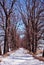 Two lines of oak trees without leaves, road covered with snow, winter landscape, bright sky