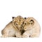 Two Lion Cubs