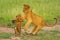 Two lion cubs fighting on hind legs